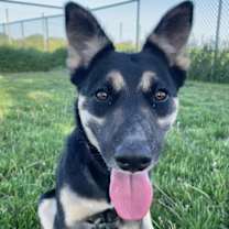 Thumbnail photo of Lyra #2