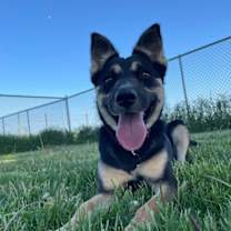 Thumbnail photo of Lyra #3