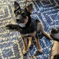 Thumbnail photo of Lyra #4