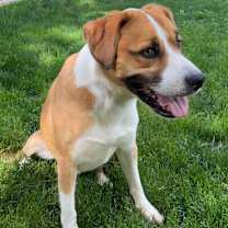 Thumbnail photo of Bruno #1