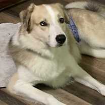 Thumbnail photo of Remi #2