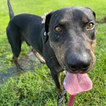 Thumbnail photo of Hercules #1