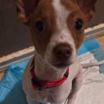 Thumbnail photo of Theo #1