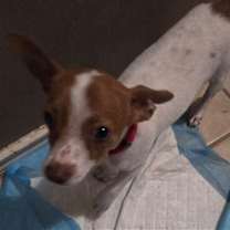 Thumbnail photo of Theo #4