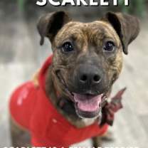 Thumbnail photo of Scarlett #3