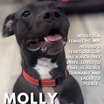 Thumbnail photo of Molly #3