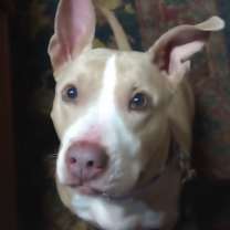 Thumbnail photo of Rosie #2