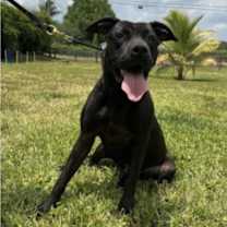 Thumbnail photo of Champ #4