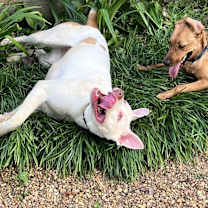 Thumbnail photo of Skye #4