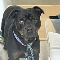 Thumbnail photo of Norbert #2