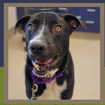 Thumbnail photo of Buster #1