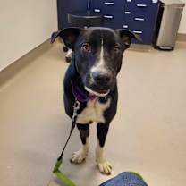 Thumbnail photo of Buster #2