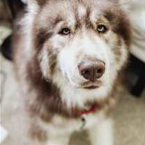 Thumbnail photo of Baron #4