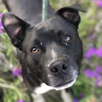 Thumbnail photo of Guns #4