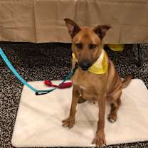 Thumbnail photo of Cookie #4