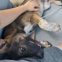 Thumbnail photo of Armadillo aka Armie #3