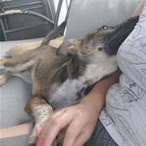 Thumbnail photo of Armadillo aka Armie #4