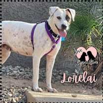 adopt-pet