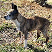 Thumbnail photo of ELLIE #3