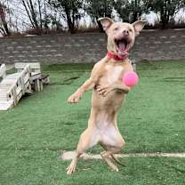 Thumbnail photo of Chase #3