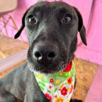 Thumbnail photo of BEAN #1