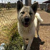 adopt-pet