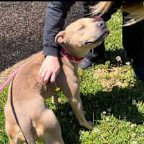 Thumbnail photo of Chicadee #1