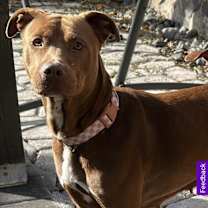 Thumbnail photo of Freeda #2