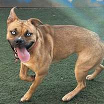 Thumbnail photo of Willow #2