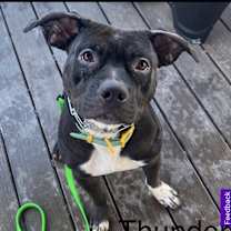 Thumbnail photo of Thunder #2