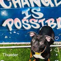 Thumbnail photo of Thunder #3