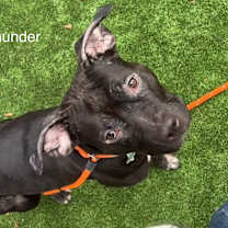 Thumbnail photo of Thunder #4