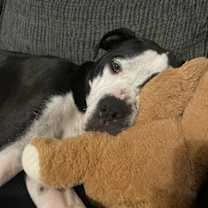 Thumbnail photo of Diesel #3