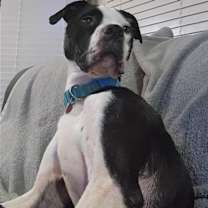 Thumbnail photo of Diesel #4