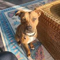 Thumbnail photo of HATTIE (COURTESY POST) #1