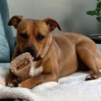 Thumbnail photo of HATTIE (COURTESY POST) #2
