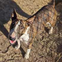 Thumbnail photo of Xena #2