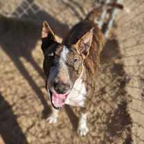 Thumbnail photo of Xena #3