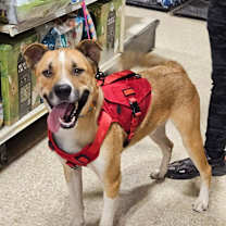 Thumbnail photo of Buddy #1