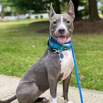 Thumbnail photo of Nova #1