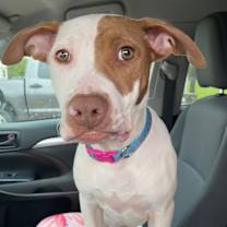 Thumbnail photo of Peaches 2 #2