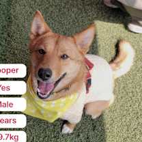 Thumbnail photo of Cooper (D) #1