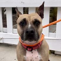 Thumbnail photo of PRINCESS #1