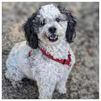 Thumbnail photo of Sparky #1
