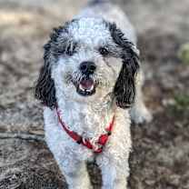 Thumbnail photo of Sparky #2