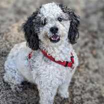 Thumbnail photo of Sparky #3