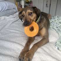 Thumbnail photo of DAISY (COURTESY POST) #2