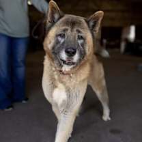 Thumbnail photo of Boris #1