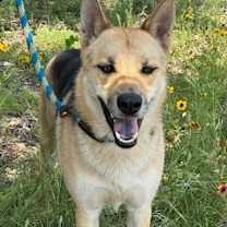 Thumbnail photo of Coyote #4