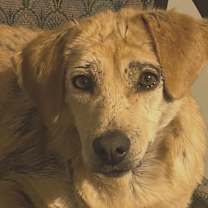 Thumbnail photo of Daisy Hill #3